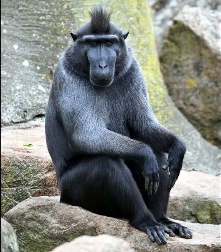 為了一張猴子自拍照的版權:攝影師打官司7年 慘遭破產(chǎn)